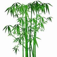 BAMBOO